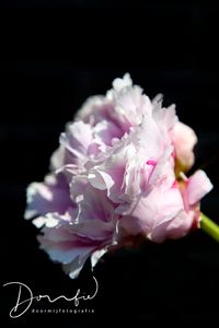 roze-pioenroos